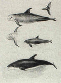 archibald thorburn rissors dolphin and white beaked dolphin A4 Photo Print