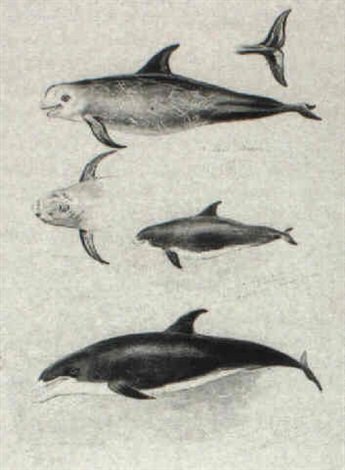 archibald thorburn rissors dolphin and white beaked dolphin A4 Photo Print