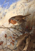 archibald thorburn robin in winter A4 Photo Print