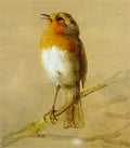 archibald thorburn robin A4 Photo Print