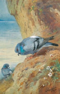 archibald thorburn rock doves A4 Photo Print