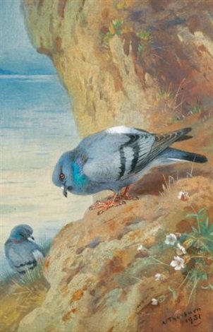 archibald thorburn rock doves A4 Photo Print