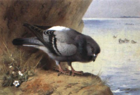 archibald thorburn rock pigeon by campion long tailed ducks beyond A4 Photo Print