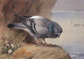 archibald thorburn rock pigeon A4 Photo Print