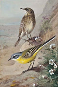 archibald thorburn rock pipet and blue headed wagtail A4 Photo Print