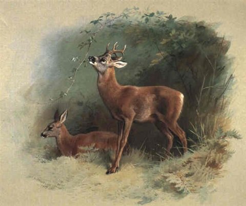 archibald thorburn roe deer A4 Photo Print