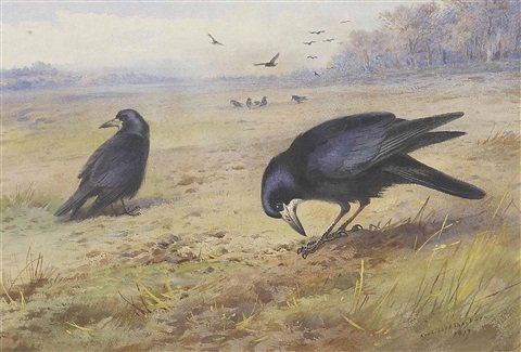 archibald thorburn rooks A4 Photo Print