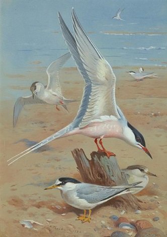 archibald thorburn roseate tern A4 Photo Print