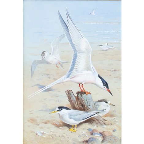 archibald thorburn roseate terns A4 Photo Print