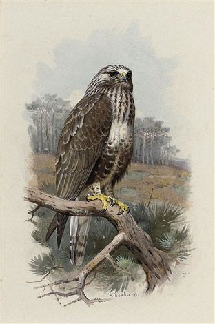 archibald thorburn rough legged buzzard A4 Photo Print