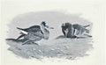 archibald thorburn ruffs tilting A4 Photo Print