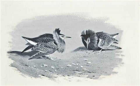 archibald thorburn ruffs tilting A4 Photo Print