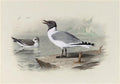archibald thorburn sabines gull A4 Photo Print