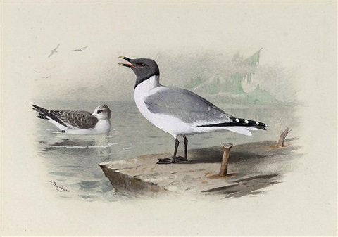 archibald thorburn sabines gull A4 Photo Print