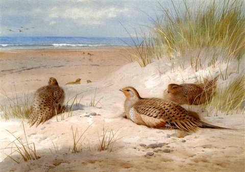 archibald thorburn sand grouse A4 Photo Print