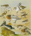archibald thorburn sandpipers and stints A4 Photo Print
