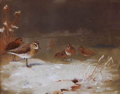 archibald thorburn sandpipers in a snow covered landscape A4 Photo Print