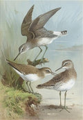 archibald thorburn sandpipers A4 Photo Print