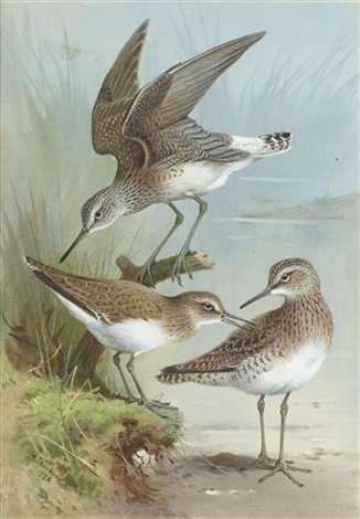 archibald thorburn sandpipers A4 Photo Print