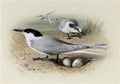 archibald thorburn sandwich tern A4 Photo Print