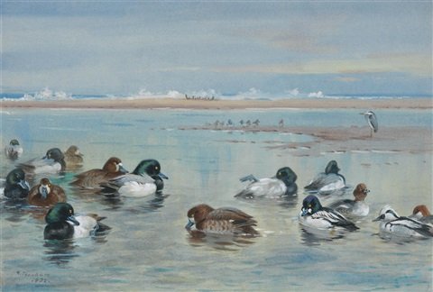 archibald thorburn scaup golden eye and smew A4 Photo Print