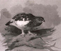 archibald thorburn scottish male ptarmigan in autumn plumage A4 Photo Print
