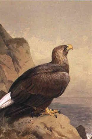 archibald thorburn sea eagle or white tailed eagle A4 Photo Print