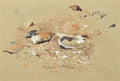 archibald thorburn sea shells A4 Photo Print