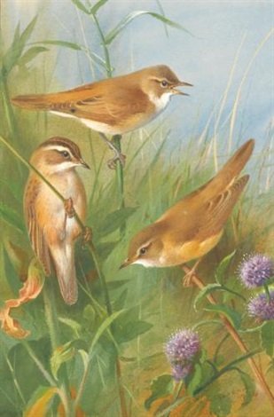 archibald thorburn sedge warbler reed warbler and marsh warbler A4 Photo Print