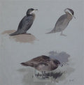 archibald thorburn shags and great skua A4 Photo Print