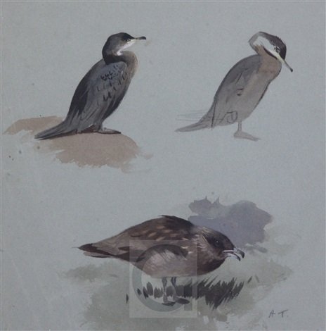 archibald thorburn shags and great skua A4 Photo Print