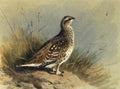 archibald thorburn sharp tailed grouse A4 Photo Print