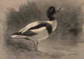 archibald thorburn sheldrake A4 Photo Print