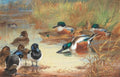 archibald thorburn shoveler and tufted duck with a kingfisher at the waters edge A4 Photo Print