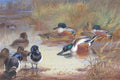 archibald thorburn shoveler and tufted duck with a kingfisher on the waters edge A4 Photo Print