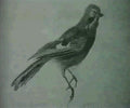 archibald thorburn sketch of a bird on a branch. A4 Photo Print