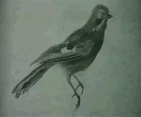 archibald thorburn sketch of a bird on a branch. A4 Photo Print