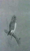 archibald thorburn sketch of a hen harrier A4 Photo Print