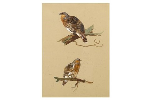 archibald thorburn sketches of a female capercaillie A4 Photo Print