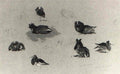 archibald thorburn sketches of ruff A4 Photo Print