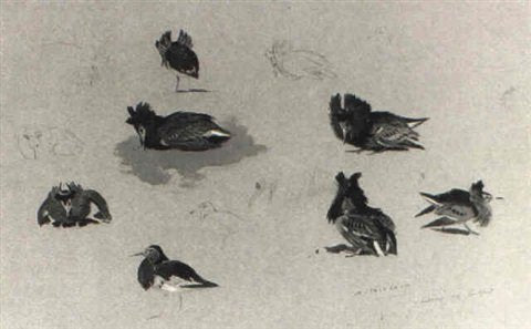 archibald thorburn sketches of ruff A4 Photo Print