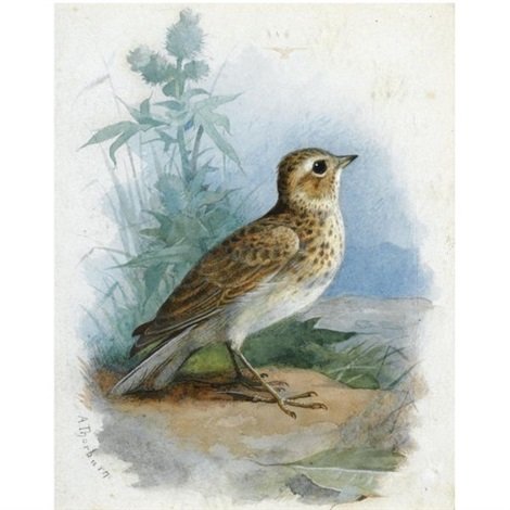archibald thorburn skylark   2 others 3 works A4 Photo Print