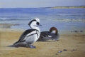 archibald thorburn smew A4 Photo Print