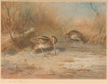 archibald thorburn snipe   pintail 2 works A4 Photo Print