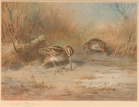 archibald thorburn snipe   pintail 2 works A4 Photo Print