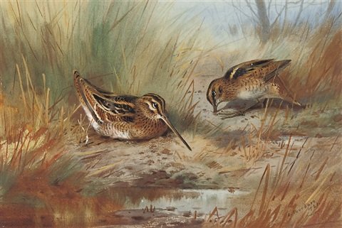 archibald thorburn snipe amid the reeds A4 Photo Print