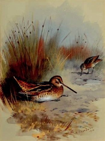 archibald thorburn snipe amongst grasses A4 Photo Print