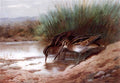 archibald thorburn snipe drinking among the reeds A4 Photo Print