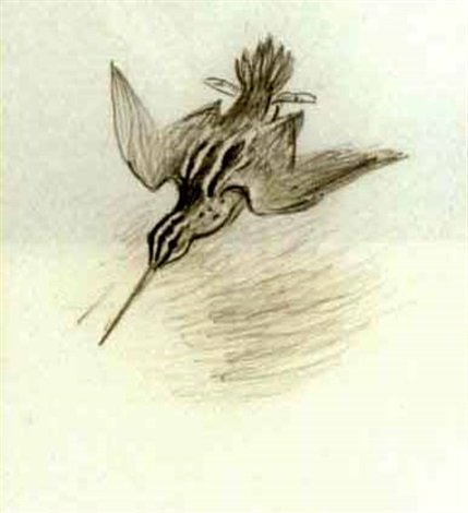 archibald thorburn snipe drumming A4 Photo Print