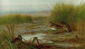 archibald thorburn snipe feeding beneath rushes A4 Photo Print